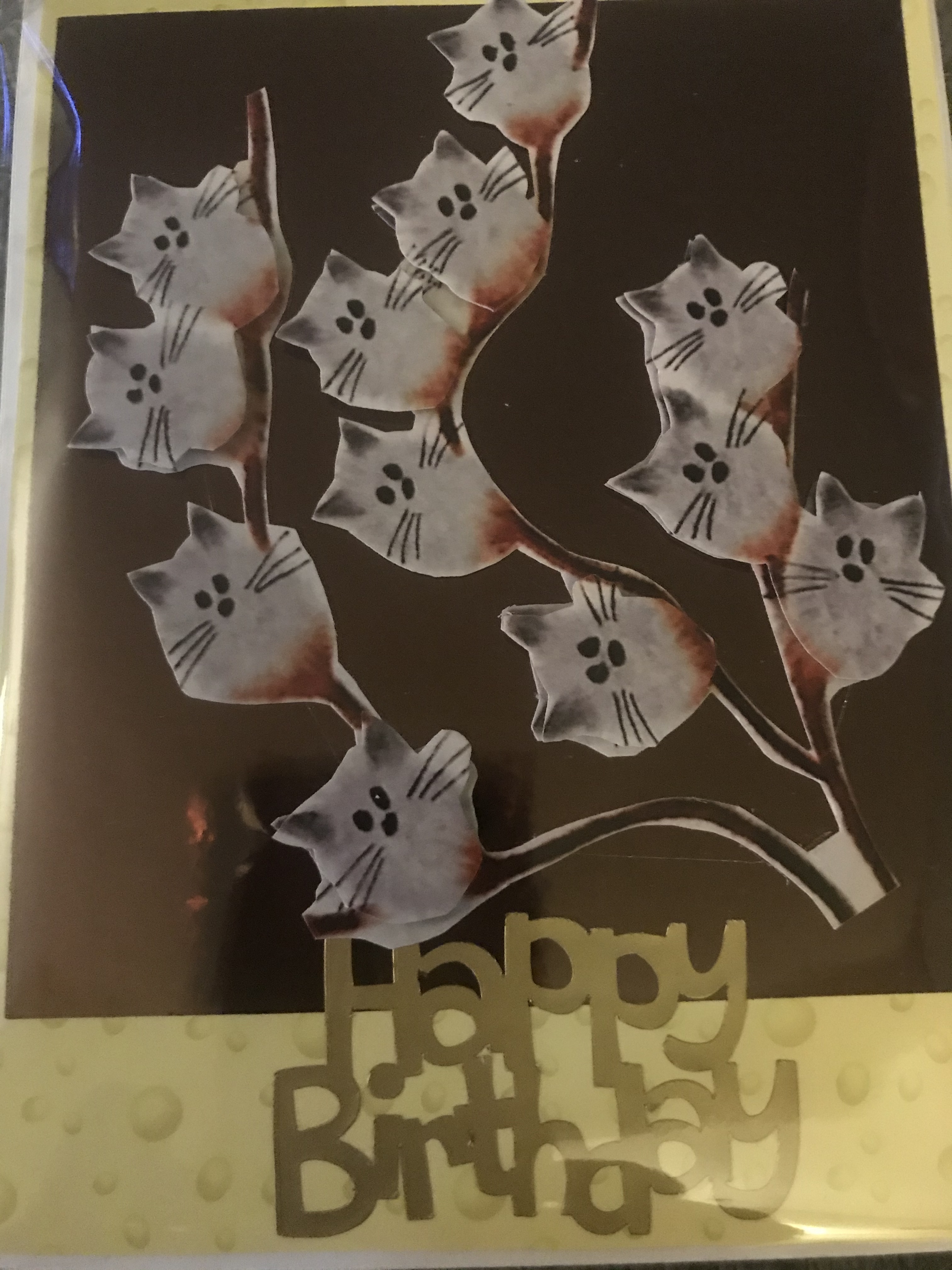 Pussy willow Birthday