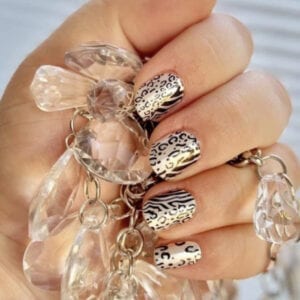 Zebra On The Spot